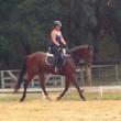 Thoroughbred gelding for sale