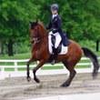 Dutch Warmblood gelding for sale