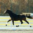 Oldenburg stallion for sale