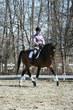 American Warmblood Gelding for sale