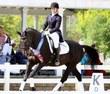 Dutch Warmblood gelding for sale