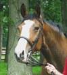 Oldenburg mare for sale