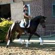 Hanoverian Gelding for sale