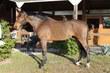 Oldenburg gelding for sale