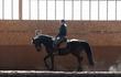 Morgan Gelding for sale