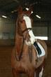 Dutch Warmblood gelding for sale