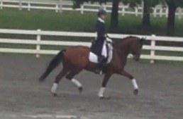 dressage horse trained to intermediate 1