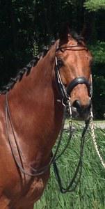 dressage horse for sale in Connecticut United States 