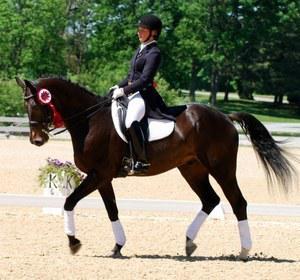 dressage horse trained to intermediate 1