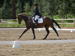 dressage saddle for sale