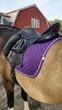 17.5 in seat Schleese dressage saddle for sale